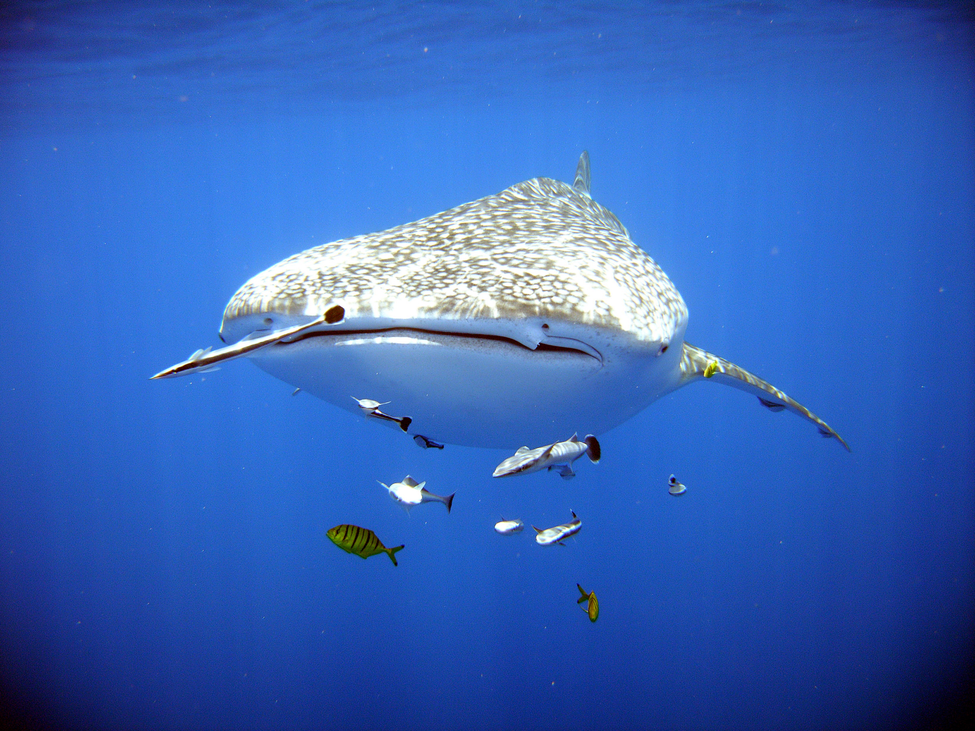 LE PLUS GROS POISSON DU MONDE